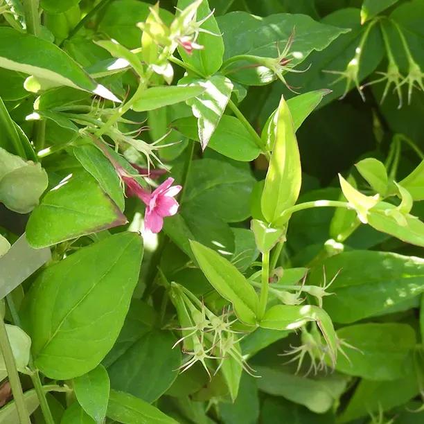 Red Jasmine climber plant showing pink flowers and green foliage with distinctive pointed leaves