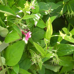 Red Jasmine Flower