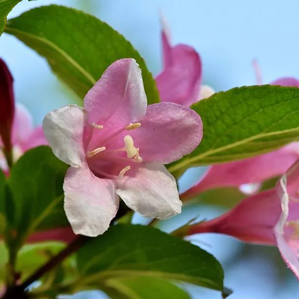 Red Jasmine climber plant showing delicate pink tubular flowers with visible stamens and green oval leaves