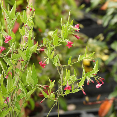 A close-up of a flowering plant with slender green stems, narrow green leaves, and small bright pink blossoms growing in a nursery setting.