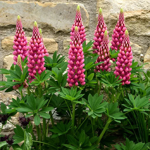 Pink lupin flowers in a garden setting with a stone wall background