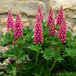 Pink lupin flowers in a garden setting with a stone wall background