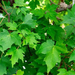 Red Maple Leaves