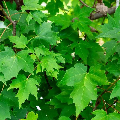 Red Maple Leaves