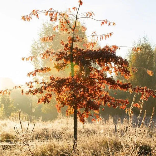 Young Red Oak Tree