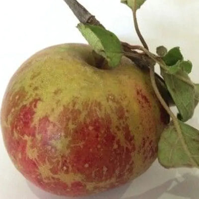 Red Pixie apples ripening on a compact tree