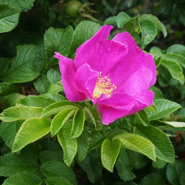 Red Rugosa Rose Hedge – Japanese Ramanas Rosa