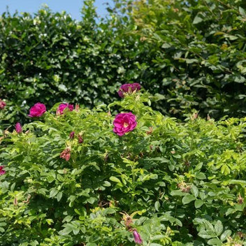 Red Rugosa Rose Hedge – Japanese Ramanas Rosa
