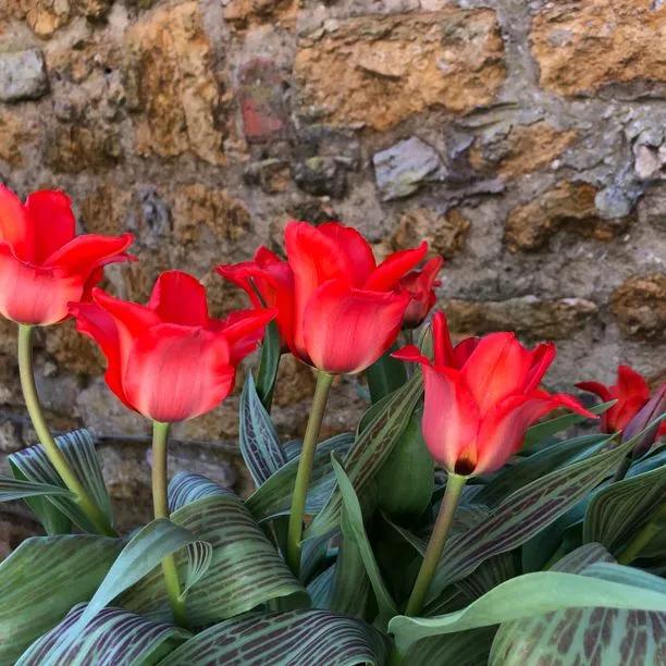 Red Riding Hood Tulip Flowers