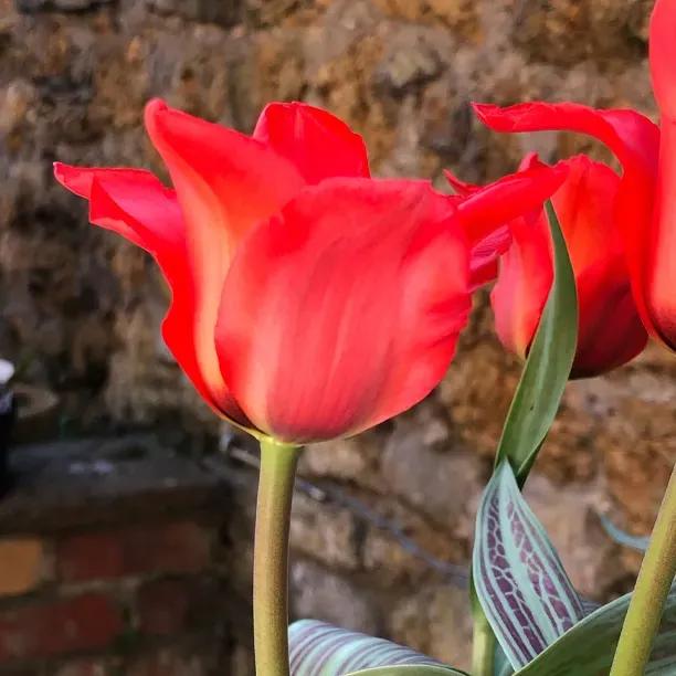 Red Riding Hood Tulip Flowers