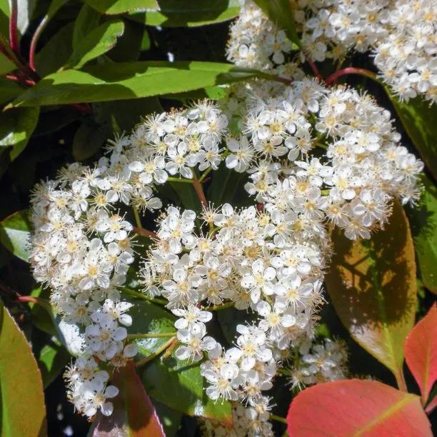 Red Robin Photinia Flowers