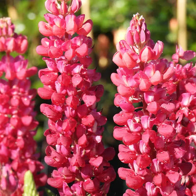 Close-up of pink lupin flowers with a blurred green background