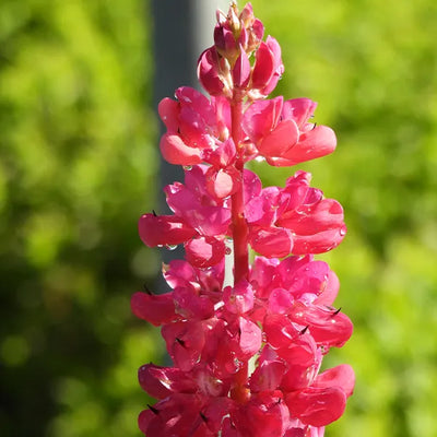 Close-up of red lupin flower