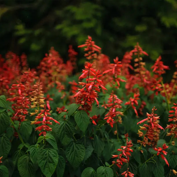 Red salvia flowers