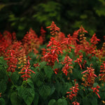 Red salvia flowers
