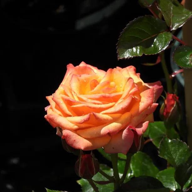 Redova Patio Climbing Rose Flowers