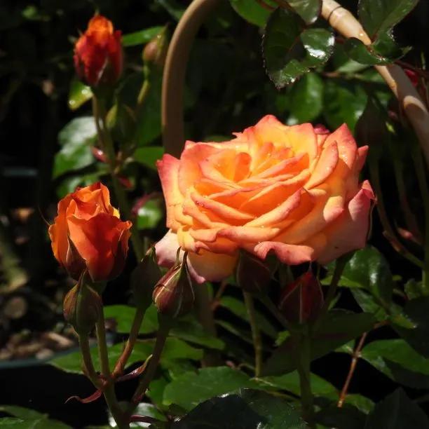 Redova Patio Climbing Rose Flowers
