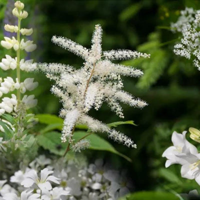 Regal Whites Collection Flowers