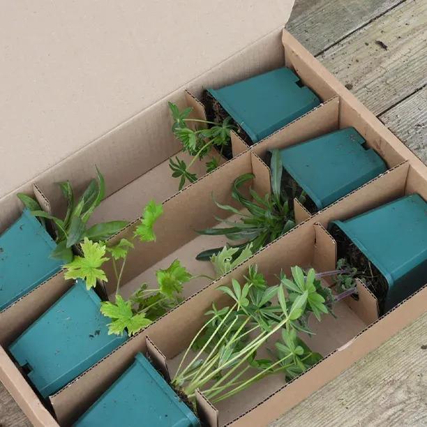 9cm Pot Herbaceous Perennial Plant Collection in Recycled Box