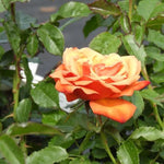 Remember Me Hybrid Tea Rose Flowers