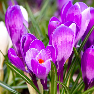 Remembrance crocus flowers, deep purple petals with bright orange centres