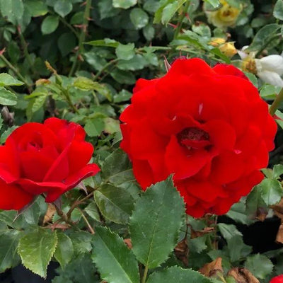 Remembrance Floribunda Rose Flowers