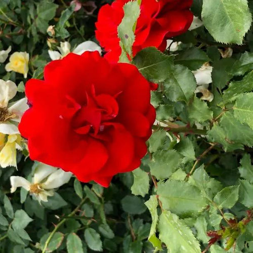 Remembrance Floribunda Rose Flowers