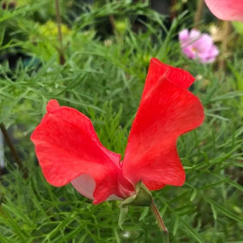 Restormel Sweet Pea Flowers