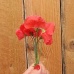 Restormel Sweet Pea Flowers