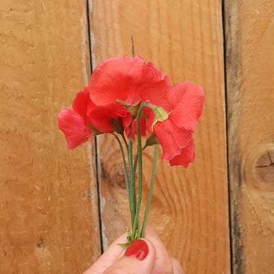 Restormel Sweet Pea Flowers