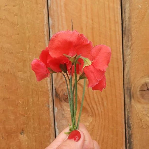 Restormel Sweet Pea Flowers