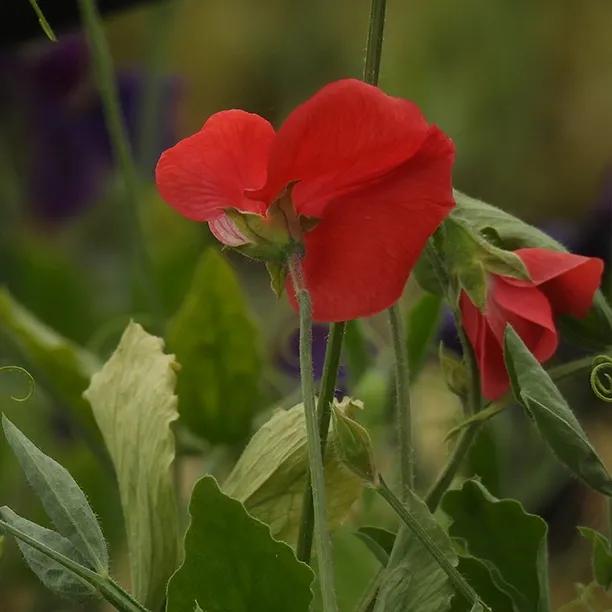Restormel Sweet Pea Flowers