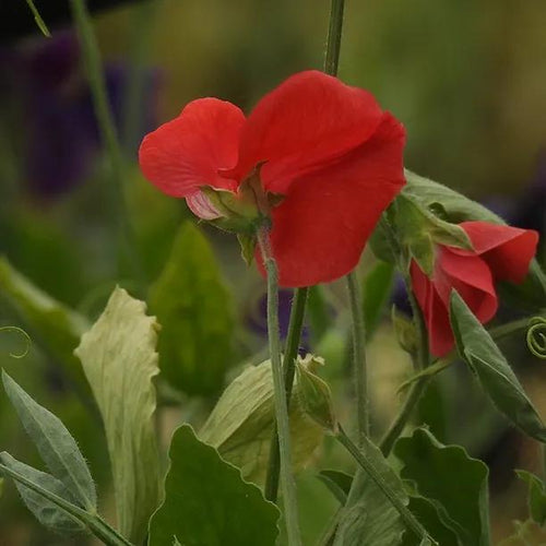 Restormel Sweet Pea Flowers