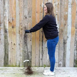 Bareroot Reverend W Wilks Maiden Apple Tree