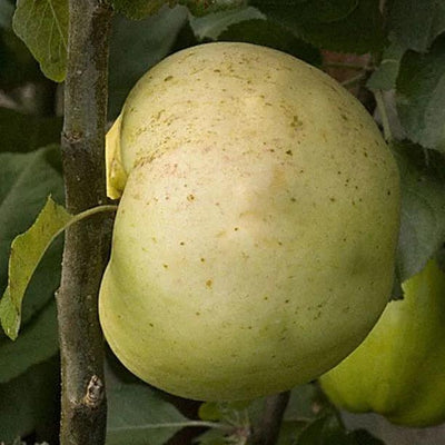 Reverend W Wilks Apples on the tree