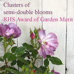 Purple flowers with green leaves on a wooden background, featuring text about RHS Award of Garden Merit.