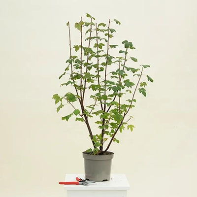 Ribes King Edward flowering currant Plant in 3 Litre Pot