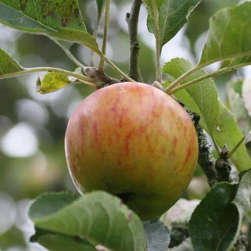 Ribston Pippin Apples on the tree