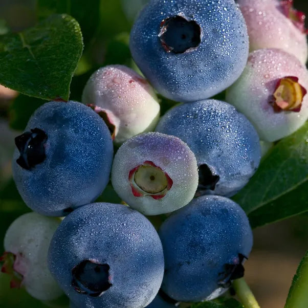 Close-up of ripe Chandler blueberries with morning dew on the soft fruit bush showing deep blue and pale berries