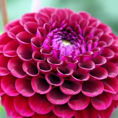 Rocco Dahlia Flowers
