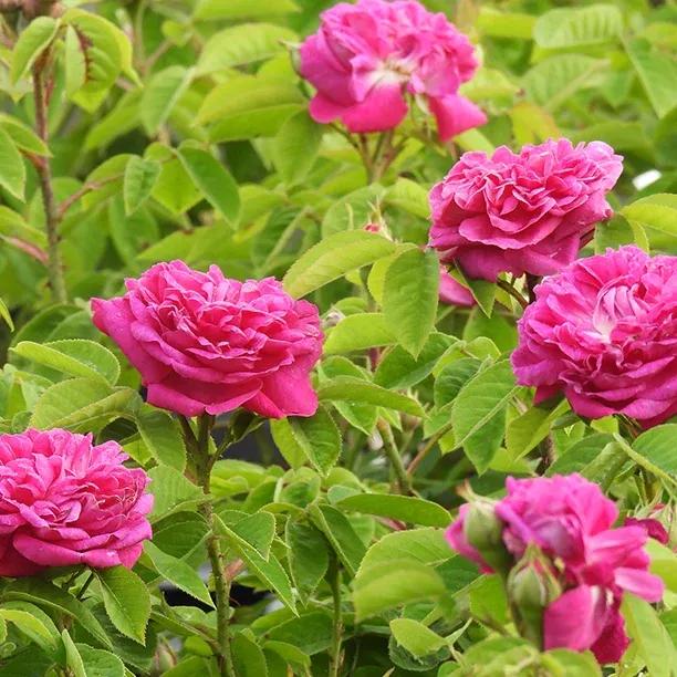 Rosa de Rescht Rose Flowers