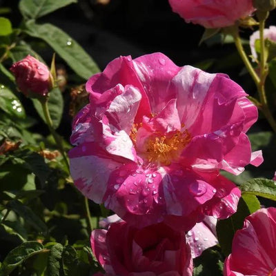 Rosa Mundi Gallica Rose Flowers