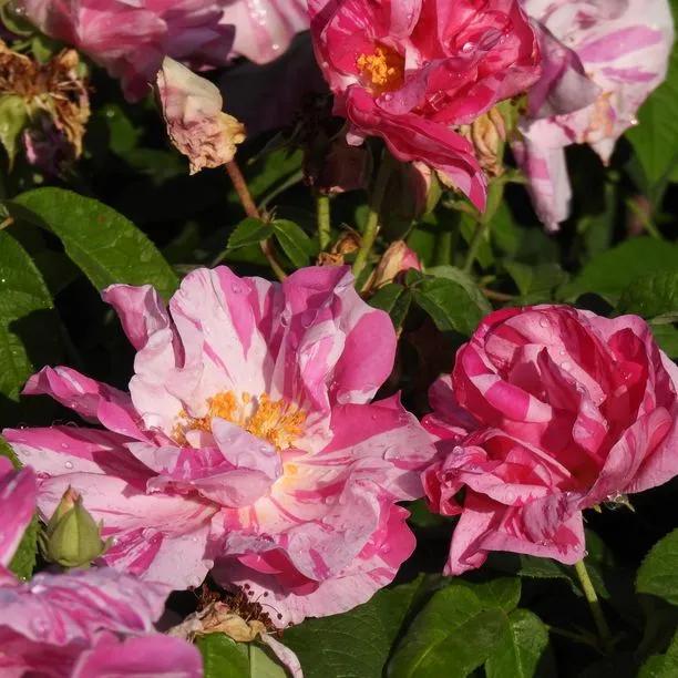 Rosa Mundi Gallica Rose Flowers