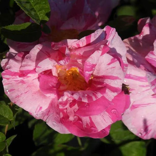 Rosa Mundi Gallica Rose Flowers
