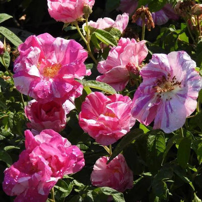Rosa Mundi Gallica Rose Flowers