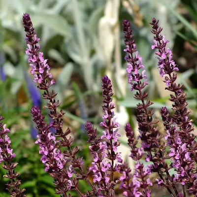 Rose Queen Salvia  Flowers
