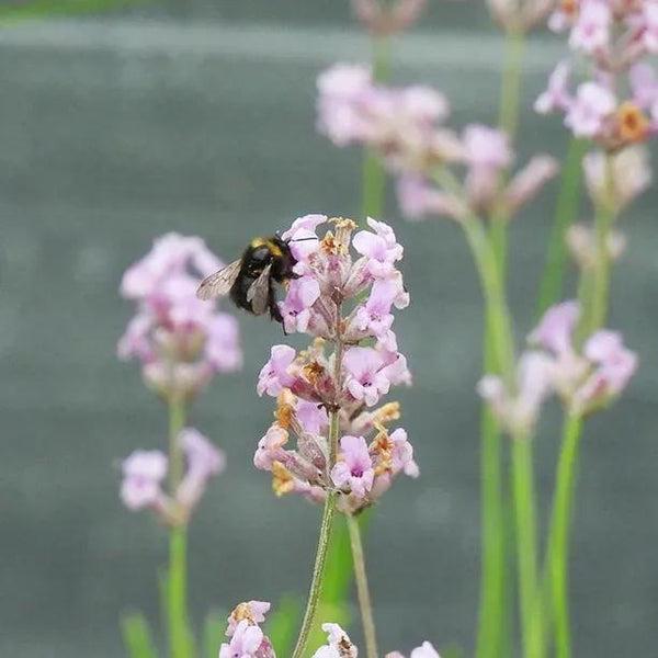 rosea lavender plants Lavender Rosea – Scented Pink English Lavender