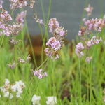 Rosea Pink Lavender Flowers