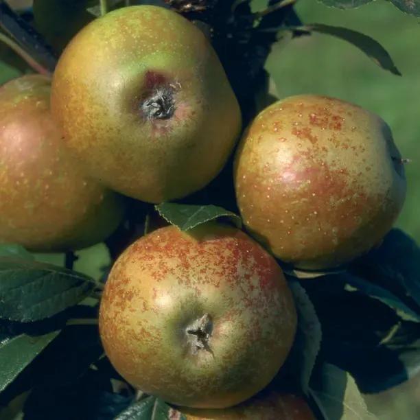 Rosemary Russet apples growing on tree with distinctive golden-green skin and red russeting