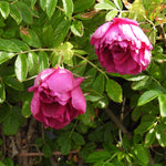Two blooming pink roses with layered petals among green serrated leaves on a bush.